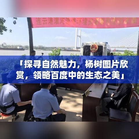 「探寻自然魅力，杨树图片欣赏，领略百度中的生态之美」