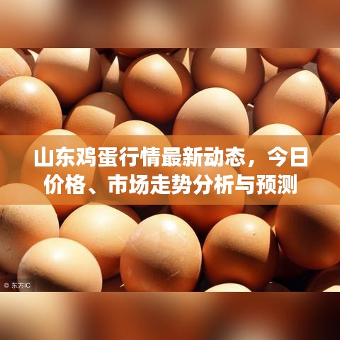山东鸡蛋行情最新动态，今日价格、市场走势分析与预测