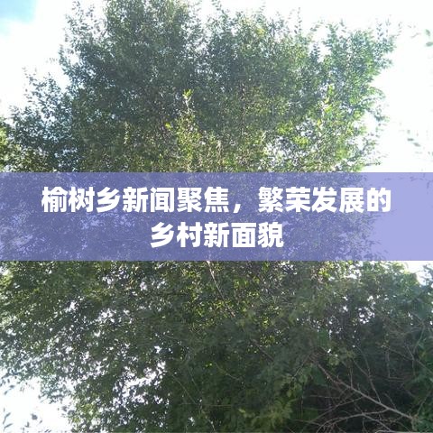榆树乡新闻聚焦，繁荣发展的乡村新面貌