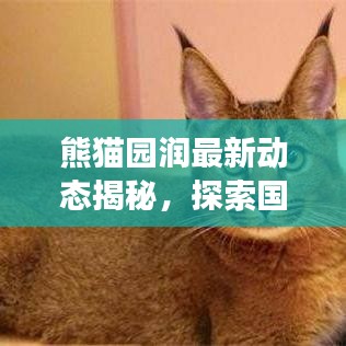熊猫园润最新动态揭秘，探索国宝世界的最新进展！