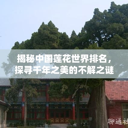 揭秘中国莲花世界排名，探寻千年之美的不解之谜