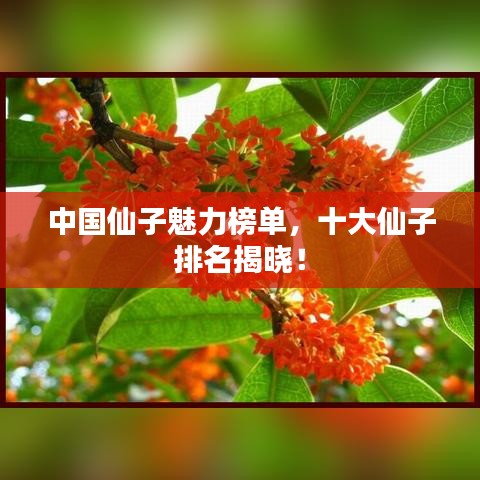 中国仙子魅力榜单，十大仙子排名揭晓！
