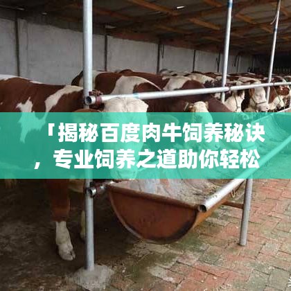 「揭秘百度肉牛饲养秘诀，专业饲养之道助你轻松成为养殖达人」