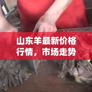 山东羊最新价格行情，市场走势深度分析与预测报告