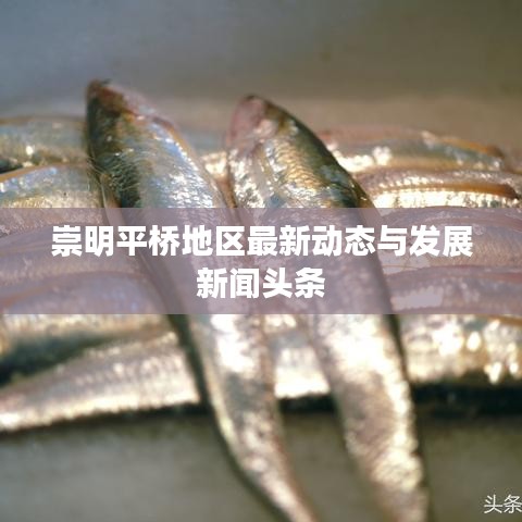 崇明平桥地区最新动态与发展新闻头条