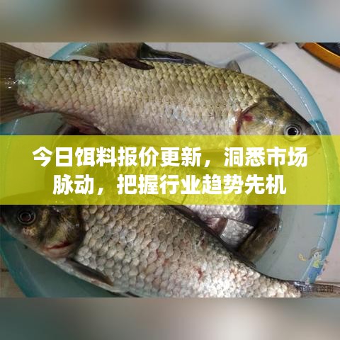 今日饵料报价更新，洞悉市场脉动，把握行业趋势先机