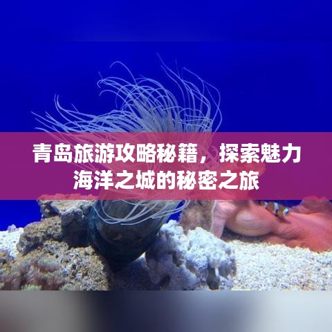 青岛旅游攻略秘籍，探索魅力海洋之城的秘密之旅