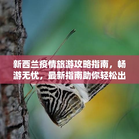 新西兰疫情旅游攻略指南，畅游无忧，最新指南助你轻松出行