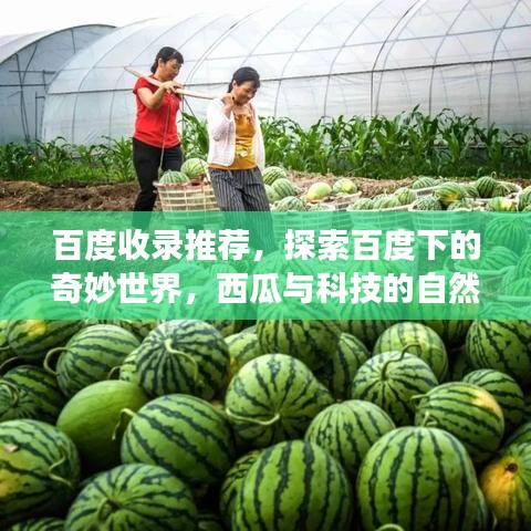 百度收录推荐，探索百度下的奇妙世界，西瓜与科技的自然融合之旅
