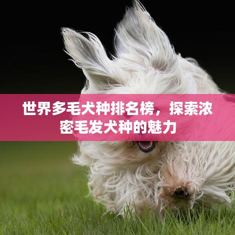 世界多毛犬种排名榜，探索浓密毛发犬种的魅力