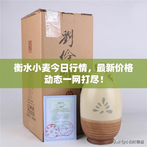 衡水小麦今日行情，最新价格动态一网打尽！