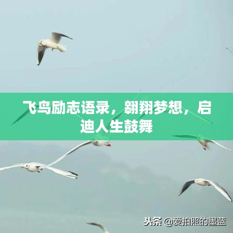 飞鸟励志语录，翱翔梦想，启迪人生鼓舞