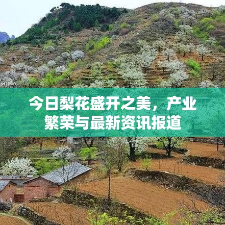 今日梨花盛开之美，产业繁荣与最新资讯报道