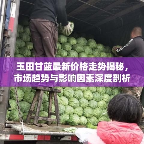 玉田甘蓝最新价格走势揭秘，市场趋势与影响因素深度剖析