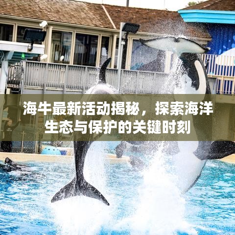 海牛最新活动揭秘，探索海洋生态与保护的关键时刻