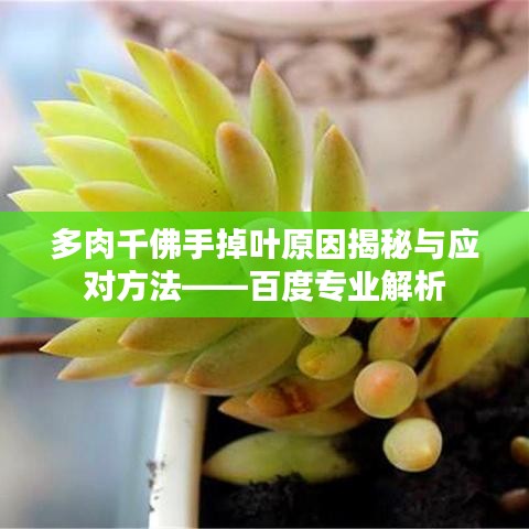 多肉千佛手掉叶原因揭秘与应对方法——百度专业解析