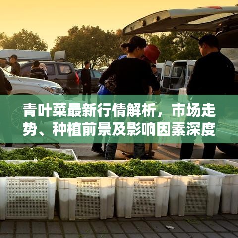 青叶菜最新行情解析，市场走势、种植前景及影响因素深度剖析