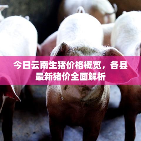 今日云南生猪价格概览，各县最新猪价全面解析