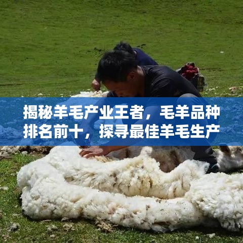 揭秘羊毛产业王者，毛羊品种排名前十，探寻最佳羊毛生产者荣耀