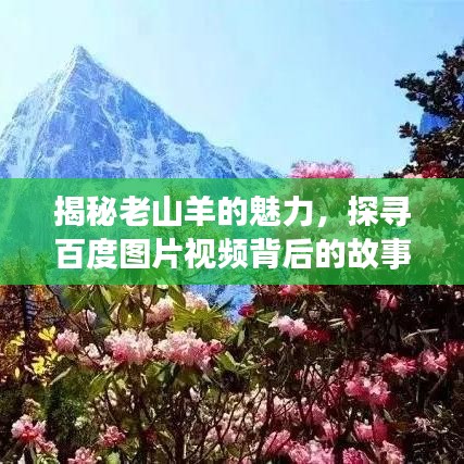 揭秘老山羊的魅力，探寻百度图片视频背后的故事，感受独特魅力！