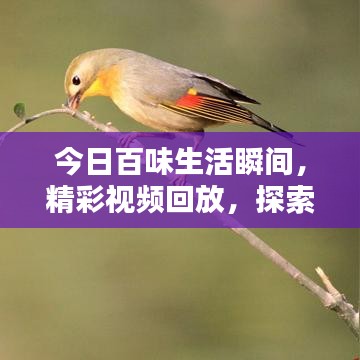 今日百味生活瞬间，精彩视频回放，探索多彩生活