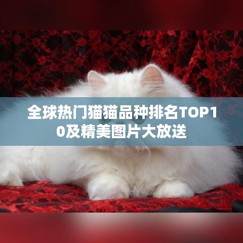 全球热门猫猫品种排名TOP10及精美图片大放送