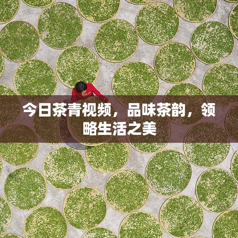 今日茶青视频，品味茶韵，领略生活之美