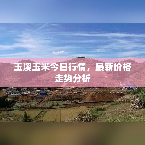 玉溪玉米今日行情，最新价格走势分析