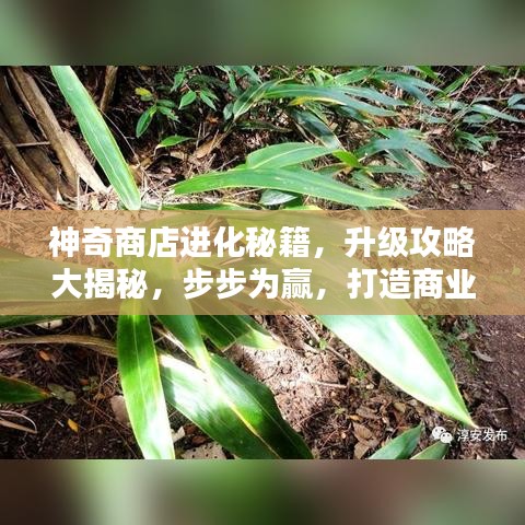 神奇商店进化秘籍，升级攻略大揭秘，步步为赢，打造商业巅峰！
