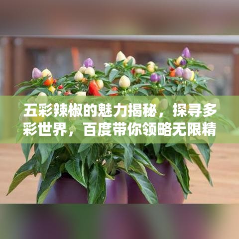 五彩辣椒的魅力揭秘，探寻多彩世界，百度带你领略无限精彩！