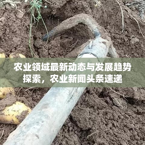 农业领域最新动态与发展趋势探索，农业新闻头条速递