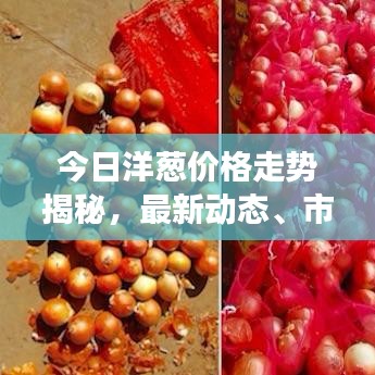 今日洋葱价格走势揭秘，最新动态、市场分析以及预测报告