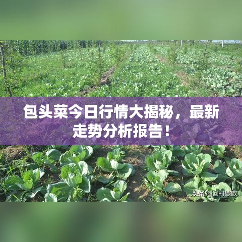 包头菜今日行情大揭秘，最新走势分析报告！