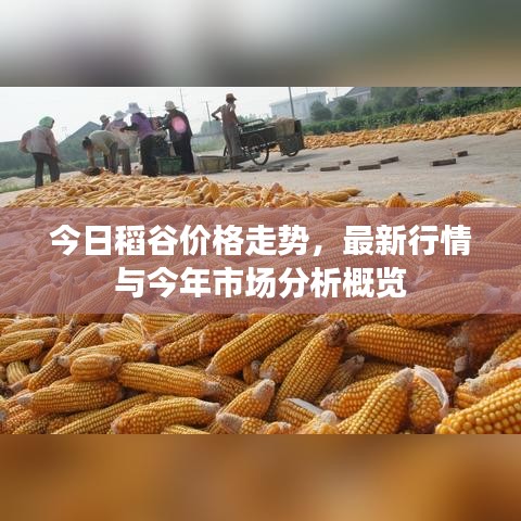 今日稻谷价格走势，最新行情与今年市场分析概览