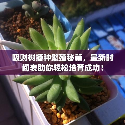 吸财树播种繁殖秘籍，最新时间表助你轻松培育成功！