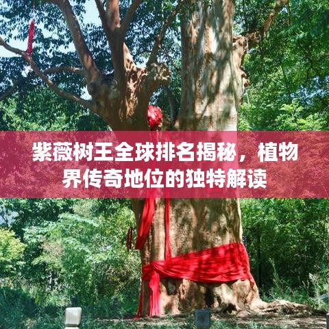 紫薇树王全球排名揭秘，植物界传奇地位的独特解读