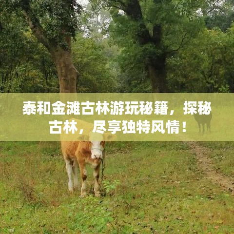 泰和金滩古林游玩秘籍，探秘古林，尽享独特风情！