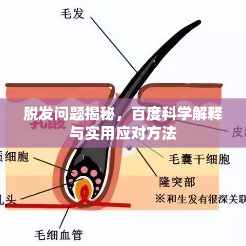 脱发问题揭秘，百度科学解释与实用应对方法