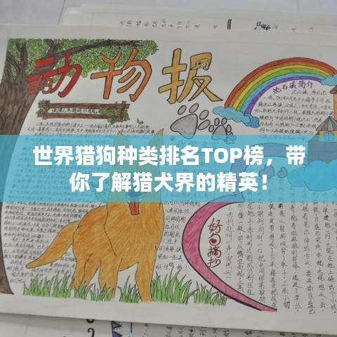 世界猎狗种类排名TOP榜，带你了解猎犬界的精英！