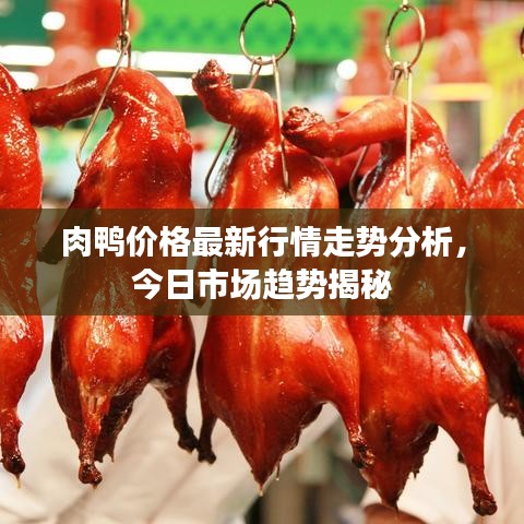 肉鸭价格最新行情走势分析，今日市场趋势揭秘