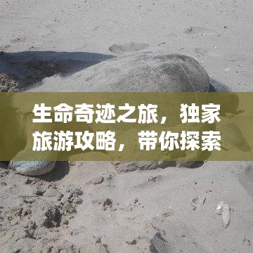 生命奇迹之旅，独家旅游攻略，带你探索未知奇迹