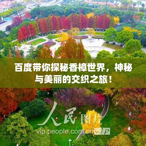 百度带你探秘香樟世界，神秘与美丽的交织之旅！