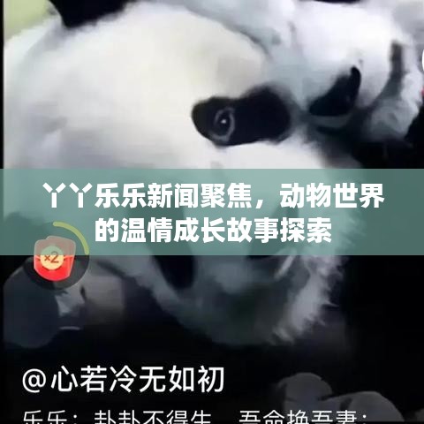 丫丫乐乐新闻聚焦，动物世界的温情成长故事探索