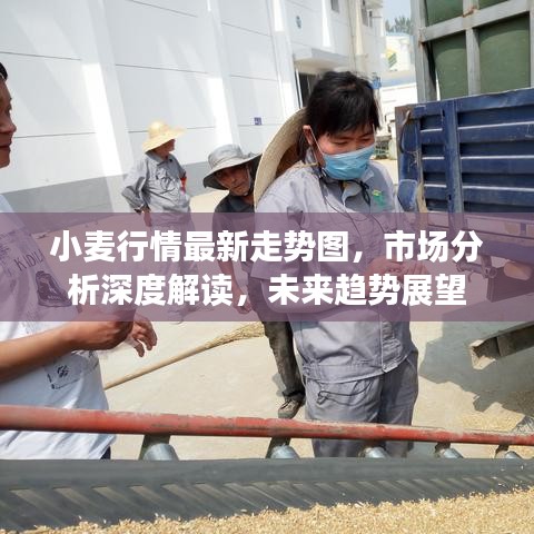 小麦行情最新走势图，市场分析深度解读，未来趋势展望