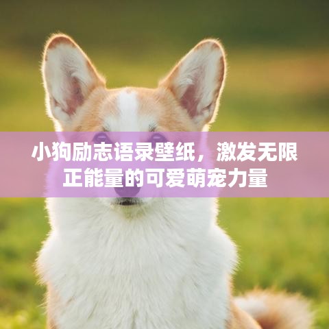 小狗励志语录壁纸，激发无限正能量的可爱萌宠力量