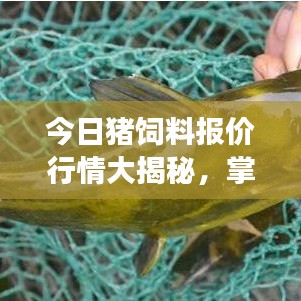 今日猪饲料报价行情大揭秘，掌握市场动态，养殖成本轻松掌握
