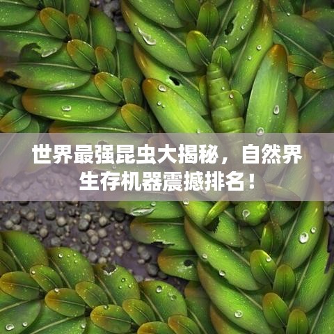 世界最强昆虫大揭秘，自然界生存机器震撼排名！