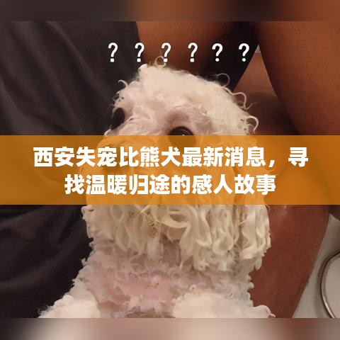 西安失宠比熊犬最新消息，寻找温暖归途的感人故事