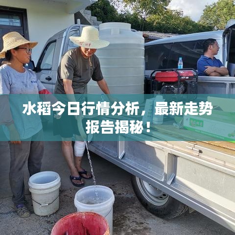水稻今日行情分析，最新走势报告揭秘！