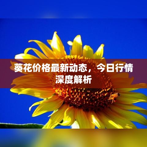 葵花价格最新动态，今日行情深度解析
